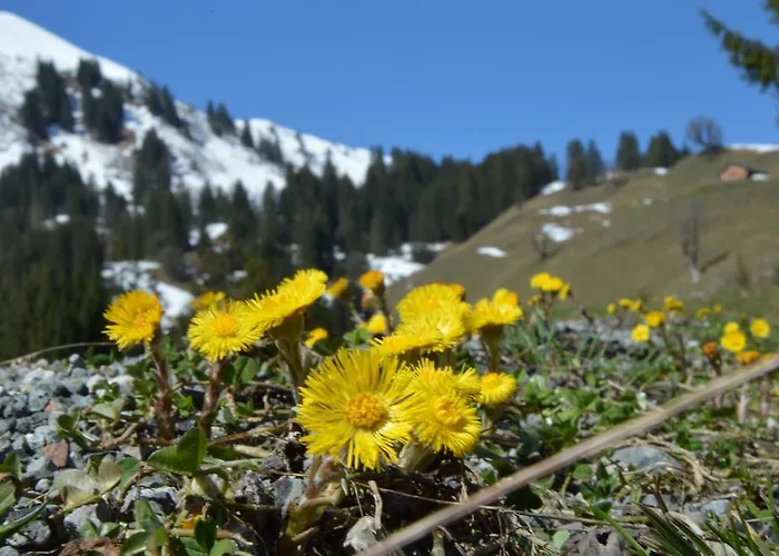 Haus Monika * Schoppernau